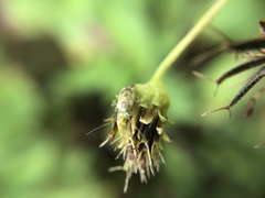 Taylorilygus apicalis