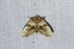 Erastroides emarginata