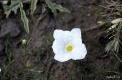 Nierembergia rigida