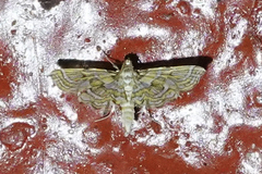 Musotiminae