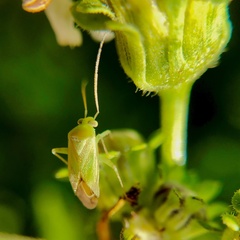Taylorilygus apicalis
