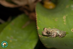 Scinax argyreornatus
