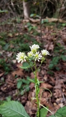 Verbesina walteri