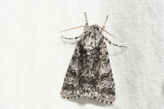 Acronicta impressa
