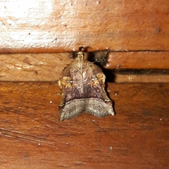 Clydonopteron tecomae