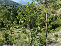 Bourreria virgata