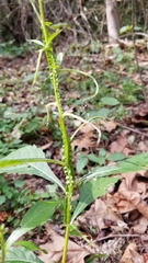 Verbesina walteri