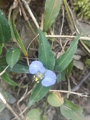 Commelina auriculata