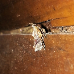 Clydonopteron tecomae