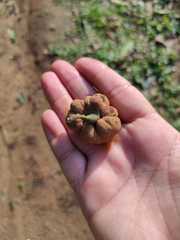 Guarea macrophylla