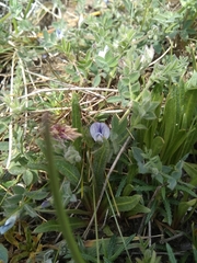 Vicia magellanica