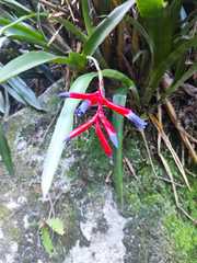 Quesnelia liboniana