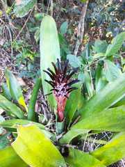 Billbergia pyramidalis