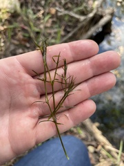 Najas guadalupensis
