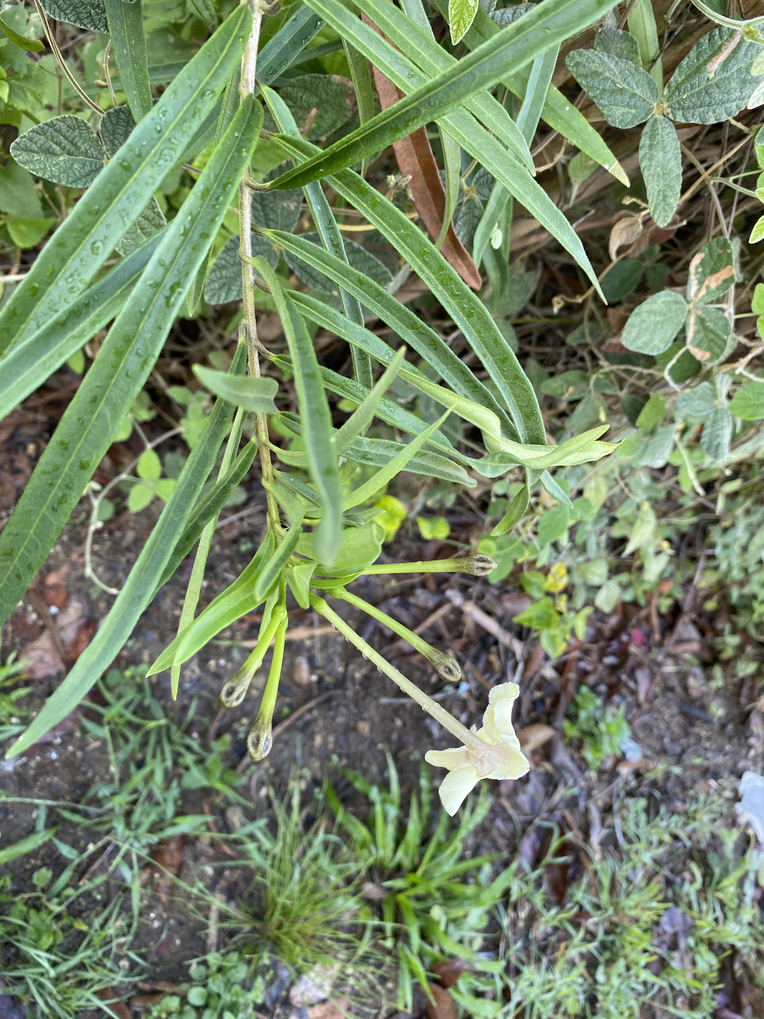 Brunfelsia picardae Krug & Urb.