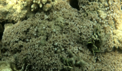 Clavularia