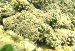 Clavularia