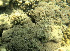 Clavularia