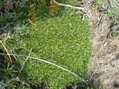 Azorella monantha