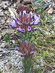 Gompholobium confertum