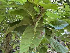 Coccoloba albicans