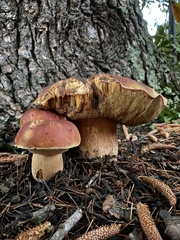 Boletus edulis grandedulis