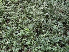 Ichnanthus pallens