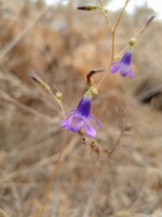Conanthera campanulata