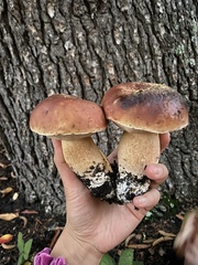 Boletus edulis grandedulis