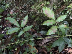 Paullinia pinnata