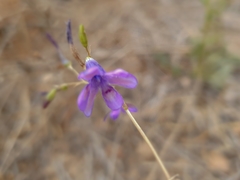 Conanthera campanulata