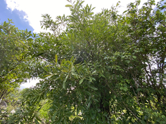Daphnopsis americana