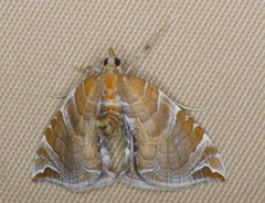 Eulithis molliculata