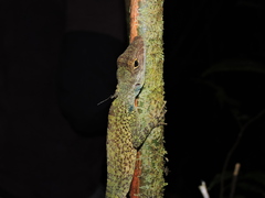 Anolis podocarpus