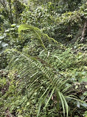 Pelazoneuron abruptum