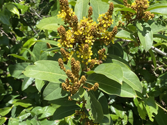 Heteropterys laurifolia
