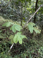 Cecropia schreberiana