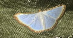 Leuciris