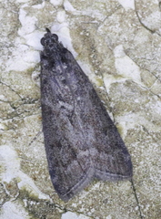 Pyla fusca