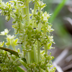 Lomandra densiflora