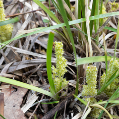 Lomandra densiflora