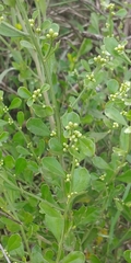 Baccharis glomeruliflora