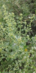Baccharis glomeruliflora