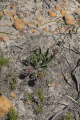 Echiostachys ecklonianus
