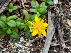 Pectis multiflosculosa