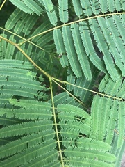 Anadenanthera colubrina