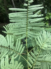 Anadenanthera colubrina