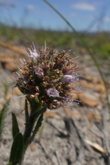 Echiostachys ecklonianus