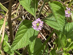 Lantana trifolia
