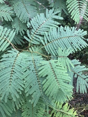 Anadenanthera colubrina